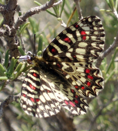 Spagna: La regione  de Monegros, paradiso entomologico